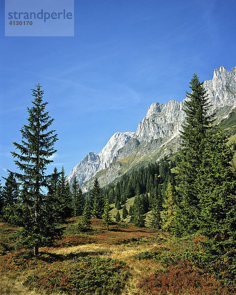 Bergwald  Alpen  Fichten  Österreich