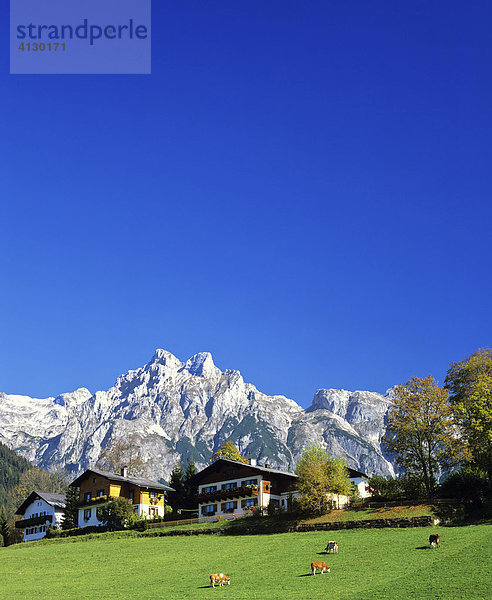 Tennengebirge  Eiskogel  Kuhweide  Salzburger Land  Österreich