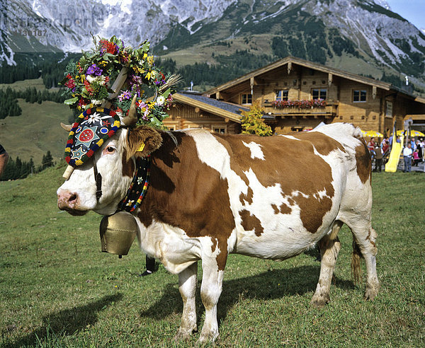 Almabtrieb  Kuh mit Kopfschmuck  Brauchtum  Österreich