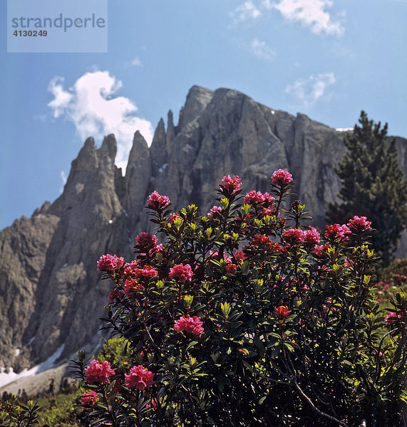 Alpenrosen unter dem Plattkofel  Langkofelgruppe  Dolomiten  Südtirol  Italien