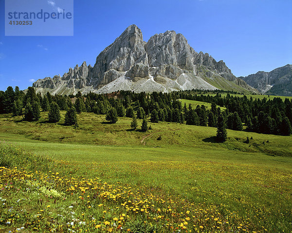 Blick vom Würzjoch zum Peitlerkofel  Puez-Geisler-Gruppe  Blumenwiese  Dolomiten  Südtirol  Italien