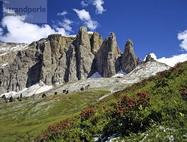 Sellatürme  Alpenrosen  Dolomiten  Südtirol  Italien