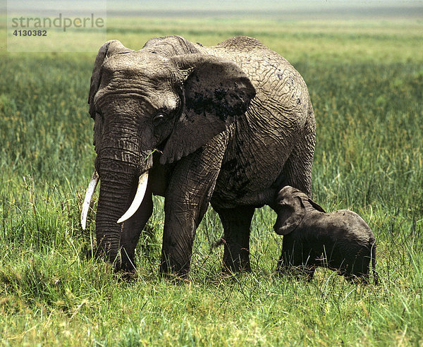 Afrikanischer Elefant (Loxodonta africana) mit Jungelefant  Masai Mara Naturschutzgebiet  Kenia