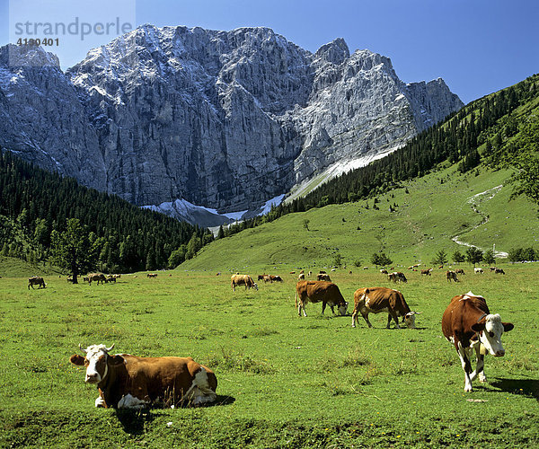 Grosser Ahornboden  Grubenkarwand  Engalm  Kühe  Karwendelgebirge  Tirol  Österreich