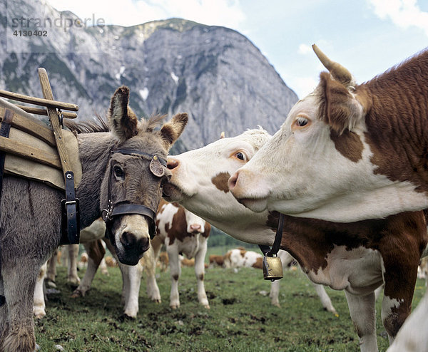 Zärtlichkeiten zwischen Esel und Kuh  Tirol  Österreich