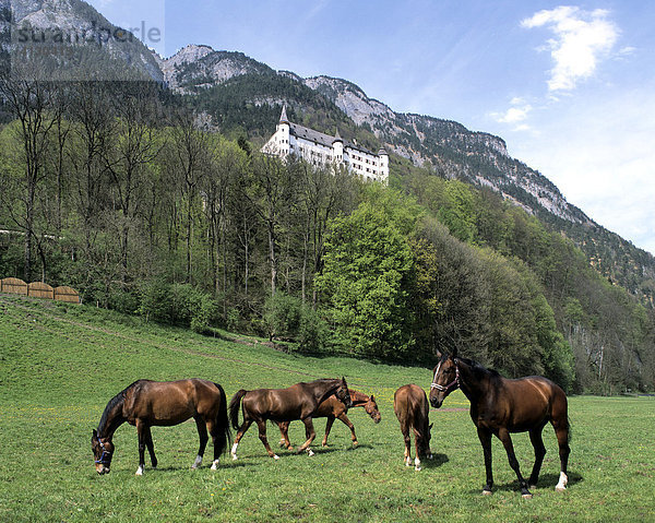Pferdekoppel  Schloss Tratzberg  Unteres Inntal  Tirol  Österreich