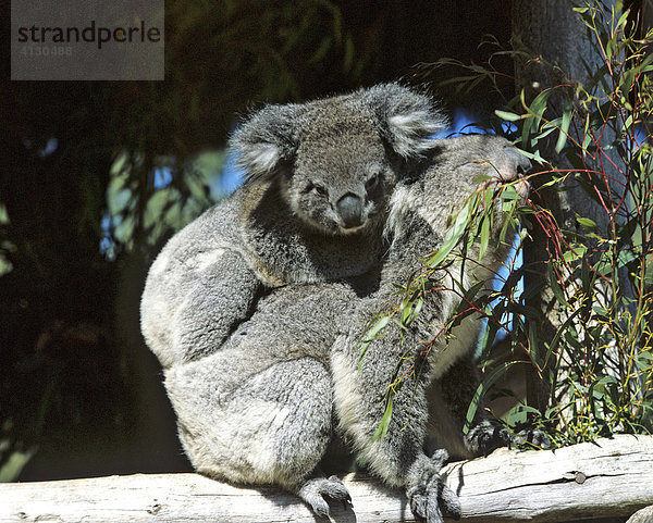 Koala  Aschgrauer Beutelbär (Phascolarctos cinereus)  Australien
