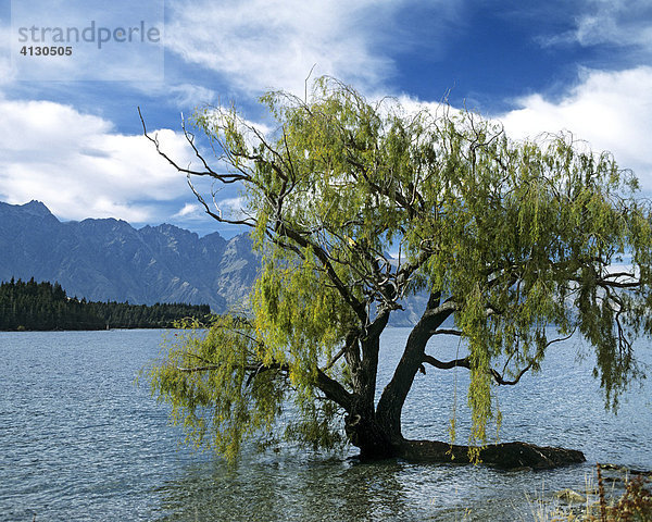 Trauerweide (Salix babylonica)  Queenstown am Lake Wakatipu  Neuseeland