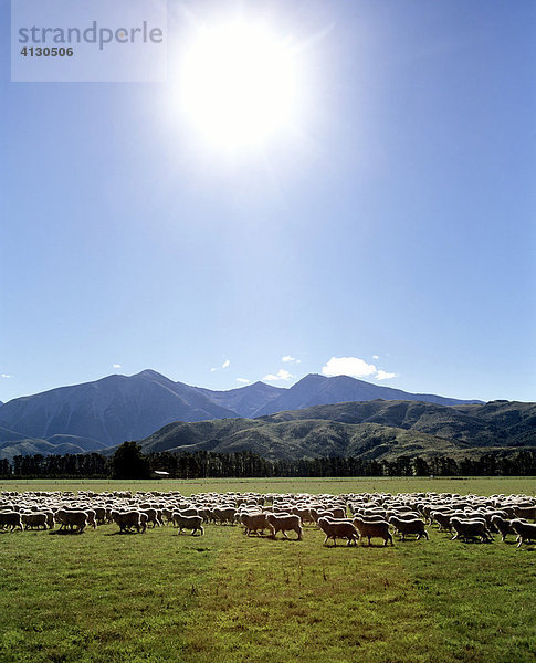 Schafherde bei Sheffield  Christchurch  Bergkette der Südalpen  Südinsel  Neuseeland