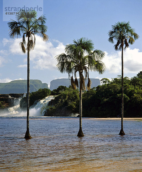 Lagune von Canaima  Drei Palmen  Wasserfälle von Canaima  Tafelberge  Region der Kamarakotos  Venezuela  Südamerika