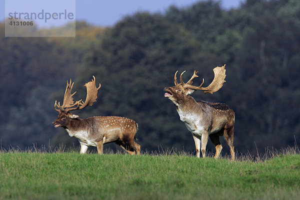 Röhrende Damhirsche zur Brunftzeit Männchen Schaufler Damwild (Cervus dama) (Dama dama)