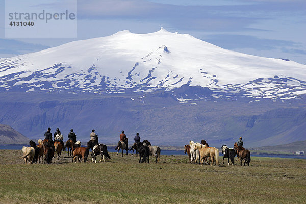 Reitergruppe mit Island-Pferden auf der Insel Island auf der Südseite der Halbinsel Snaefellsnes mit dem 1446 Meter hohen Vulkankegel des Gletscherberges Snaefellsjökull im Hintergrund (Equus przewalskii f. caballus) - Snaefellsnes-Halbinsel  Island  Europa