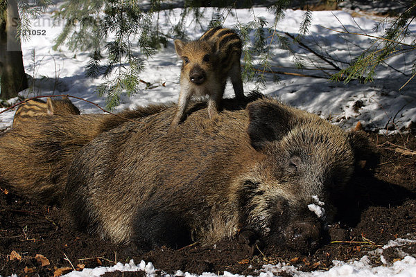 Ruhende Wildschwein-Bache mit Frischlingen in der Suhle im Schnee (Sus scrofa)