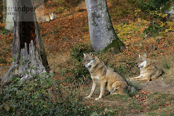 Wölfe Wolfspaar im herbstlichen Wald (Canis lupus)