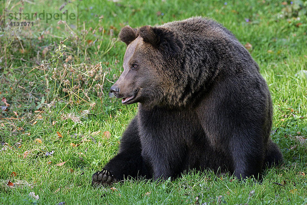 Bär - Braunbär (Ursus arctos)
