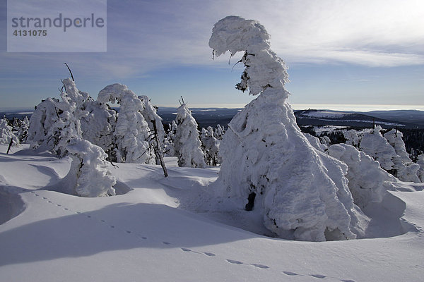 Nationalpark Hochharz Winterlandschaft mit vereisten und schneebedeckten Fichten und Tierspuren in der Gipfelregion des Brockens - Brocken Nationalpark Hochharz Harz Sachsen-Anhalt Deutschland Europa