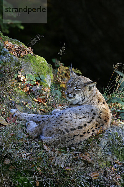Luchs - Nordluchs (Felis lynx) (Lynx lynx)