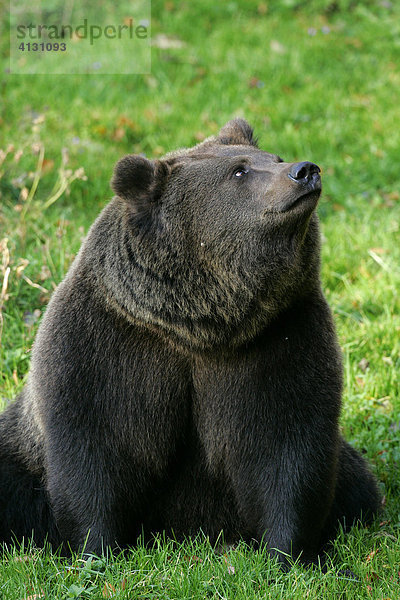 Bär - Braunbär schaut nach oben (Ursus arctos)