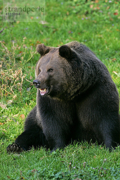 Bär - Braunbär (Ursus arctos) (Brown Bear)