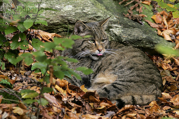Wildkatze putzt sich im Wald (Felis silvestris)