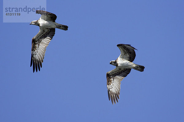 Fischadler - Paar im Flug (Pandion haliaetus)
