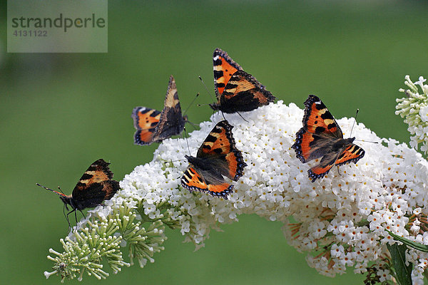Schmetterlinge - Kleiner Fuchs - Kleine Füchse nektarsaugend auf Blüten des Schmetterlingsstrauches (Aglais urticae auf Buddleja davidii Sorte Peace)