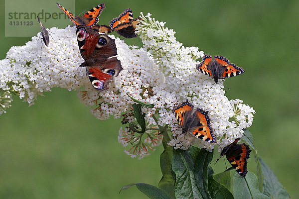 Schmetterlinge - Kleine Füchse und Tagpfauenauge nektarsaugend auf Blüten des Schmetterlingsstrauches (Aglais urticae und Inachis io auf Buddleia davidii Sorte Peace)
