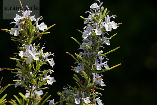 Blühender Rosmarin - Rosmarin-Blüten (Rosmarinus officinalis)