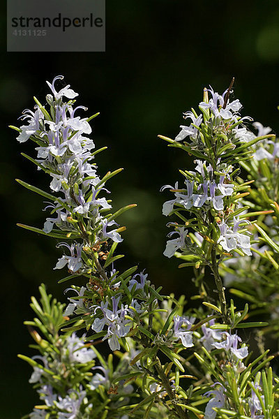 Blühender Rosmarin - Rosmarin-Blüten (Rosmarinus officinalis)
