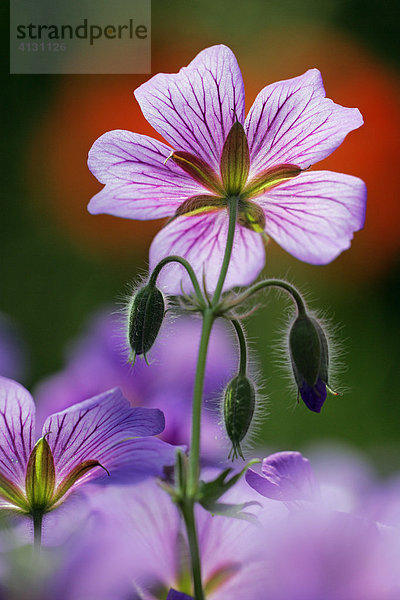 Storchschnabel - Blüte im Gegenlicht (Geranium platypetalum)