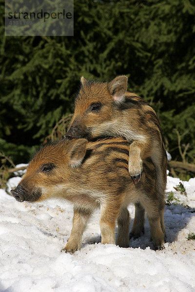Wildschwein-Frischlinge spielen im Schnee - spielerisches Aufreiten - (Sus scrofa)