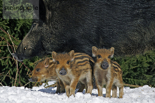 Wildschwein-Frischlinge und Bache im Schnee (Sus scrofa)