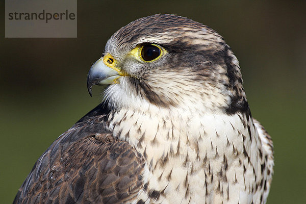 Sakerfalke - Würgfalke - Saker - Portrait (Falco cherrug)