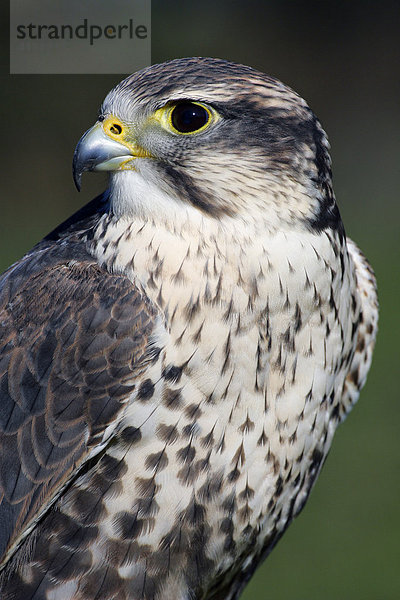 Sakerfalke - Würgfalke - Saker - Portrait (Falco cherrug)