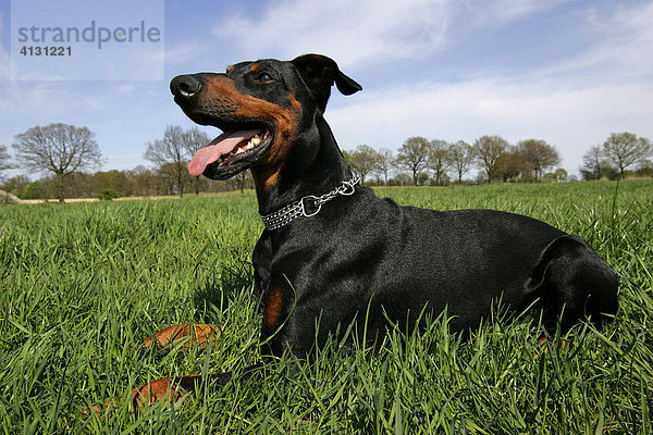 Dobermann - Hunderasse Rüde sitzt im Gras