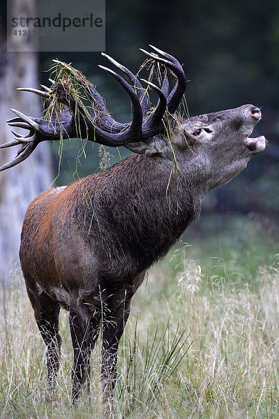 Kapitaler röhrender Rothirsch zur Brunftzeit (Cervus elaphus)