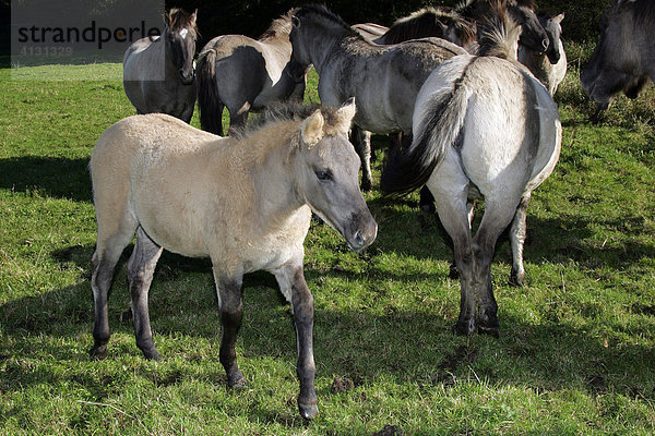Konik - Koniks - Fohlen mit Herde - Konikpferde - Sozialverhalten (Equus przewalskii f. caballus)