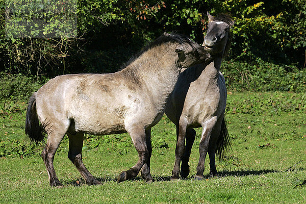 Konikpferde - Konik - Koniks - Paar - Sozialverhalten (Equus przewalskii f. caballus)