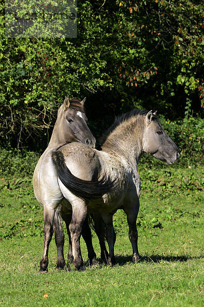 Konikpferde - Konik - Koniks - Paar - Sozialverhalten (Equus przewalskii f. caballus)