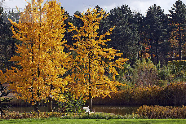 Ginkgo-Bäume - Ginkgo - Mädchenhaarbaum - Fächerblattbaum - Blätter in gelber Herbstfärbung (Ginkgo biloba)