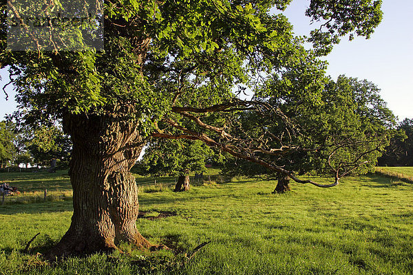 Eichen - 800-jährige Eichen von Tunhem in Schweden im Morgenlicht - Stieleiche (Quercus robur) Europa