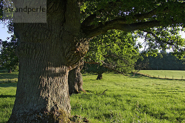 Eichen - 800-jährige Eichen von Tunhem in Schweden im Morgenlicht - Stieleiche (Quercus robur) Europa