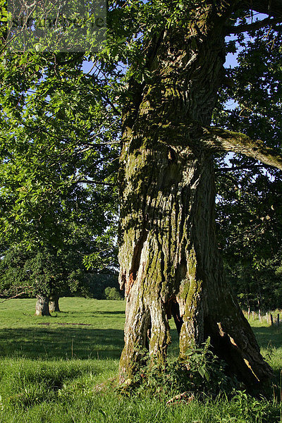 Hohler Stamm einer noch lebenden Eiche - 800-jährige Eichen von Tunhem in Schweden im Morgenlicht - Stieleiche (Quercus robur) Europa
