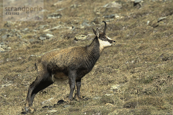 Gämse (Rupicapra rupicapra)