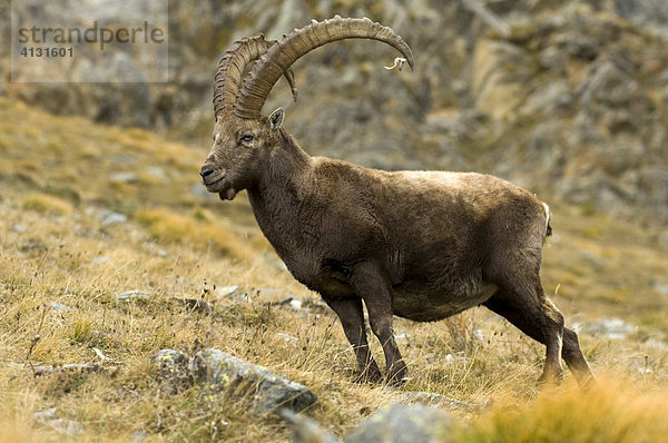 Steinbock (Capra ibex)