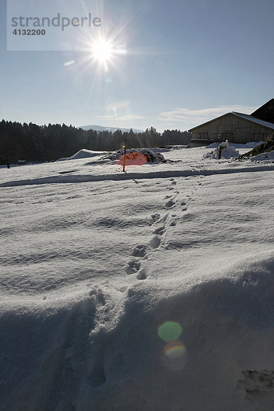 Stiefenhofen im AllgaeuDEU05.01.2006 Allgaeu im Winter  wunderschoene Landschaft im Schnee. Spuren eines Tieres im Schnee.