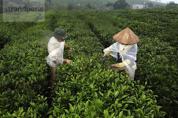 Teepflücker auf einer staatlichen Teeplantage  Tieu Khu 69  Provinz Son La  Vietnam  Asien