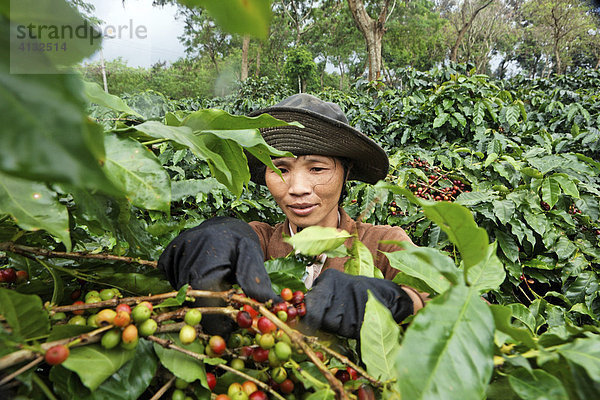 Frau bei der Ernte der roten Arabica Kaffeebohnen  Western Highlands Agro-forestry Scientific and Technical Institute  WASI  Buon Ma Thuot City  Vietnam  Asien