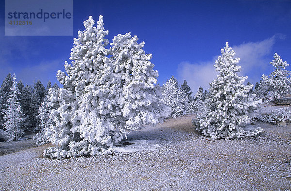 Vom Frost zugedeckte Bäume im Winter im Yellowstone Nationalpark