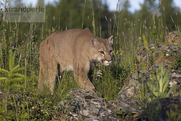 Puma (felis concolor) auf der Pirsch